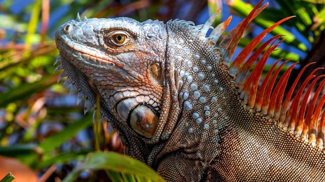 Lizard closeup tree leaves blue free wallpaper - medium preview image