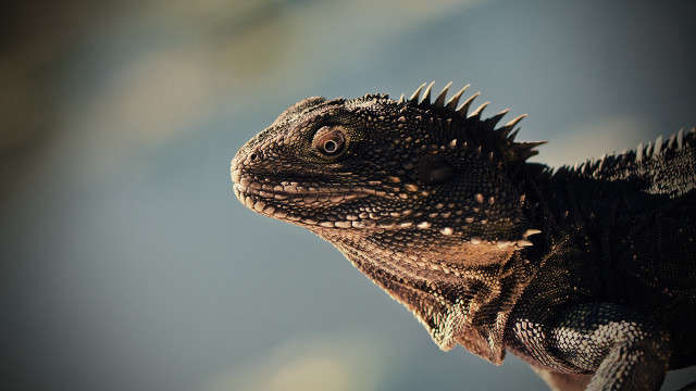 Lizard closeup sunny day blurry free wallpaper - medium preview image