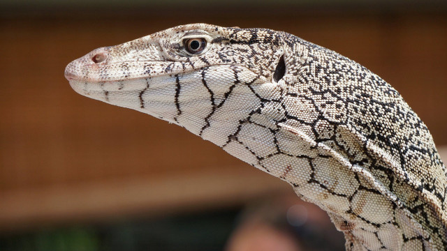Lizard closeup person background looking free wallpaper - medium preview image