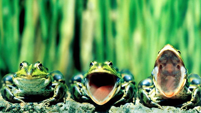 Frogs rock mouths wide open free wallpaper - medium preview image