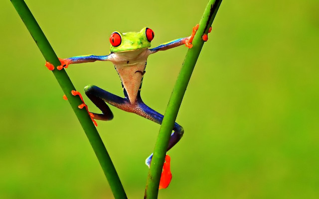Frog red eyes green plant free wallpaper - medium preview image