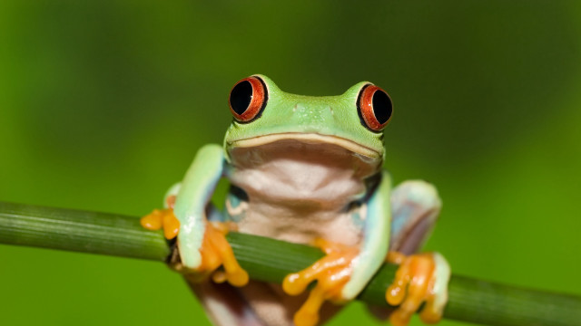 Frog red eyes green leaf free wallpaper - medium preview image