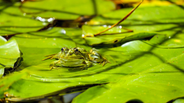 Frog leaf water smile camera free wallpaper - medium preview image