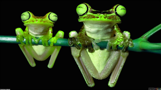 Frogs sitting branch eyes open free wallpaper - medium preview image