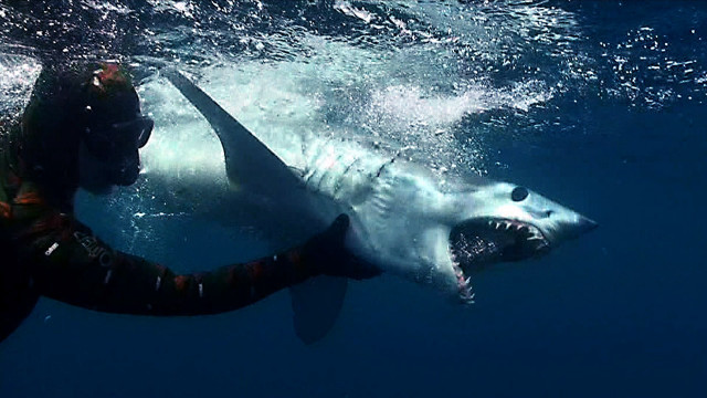 Man swimming with shark in free wallpaper - medium preview image