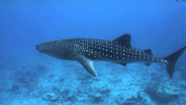 Whale scuba diver ocean sunny free wallpaper - medium preview image