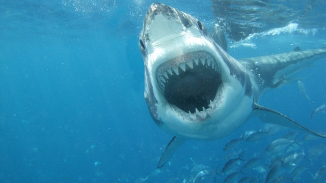 Great white shark open mouth free wallpaper - medium preview image