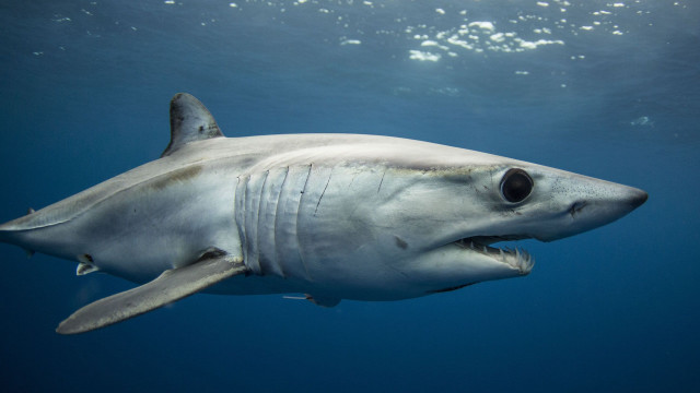 White shark ocean open mouth free wallpaper - medium preview image