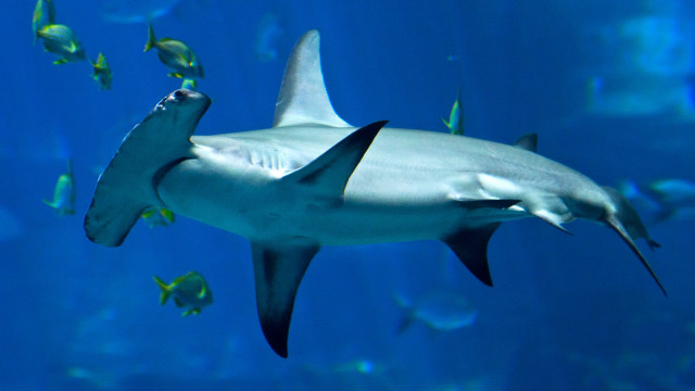 Shark swimming aquarium fish around free wallpaper - medium preview image