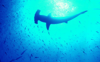 Large shark ocean fish bubble 3 - a large shark swimming in the ocean free wallpaper