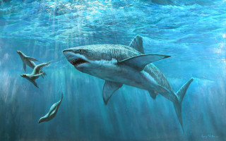 Shark swimming ocean painting two - david palumbo free wallpaper