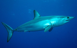 Shark ocean blue blackfin rayonism - cricorps grégoire free wallpaper