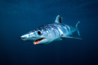 Shark open mouth water fish - real free wallpaper