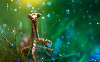 Praying holography macro airbubble bokeh - arie smit free wallpaper