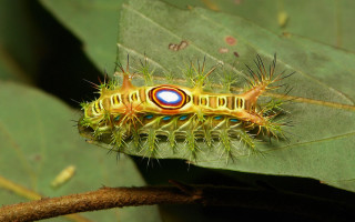Caterpillar leaf branch blue red - circle free wallpaper