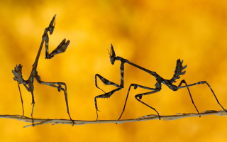Small bugs branch yellow background - sumatraism free wallpaper