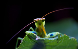 Praying mantis closeup leaf black - cricorps grégoire free wallpaper