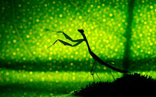 Praying mantis green background blurry - chiho aoshima free wallpaper