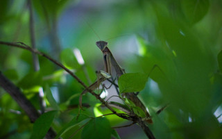Praying mantis branch tree leaves - charlotte nasmyth free wallpaper