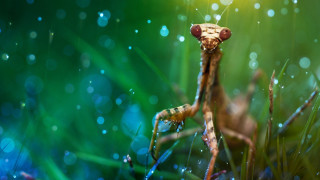 Praying girl macro bubble underwater - arie smit free wallpaper for desktop
