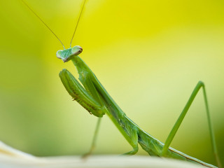 Grasshopper closeup leaf blurry background - a leaf free wallpaper