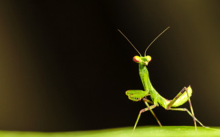 Green insect leaf red spot - a leaf free wallpaper