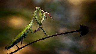 Praying mantissa twig blurry trees - a blurry background of trees and bushes free wallpaper