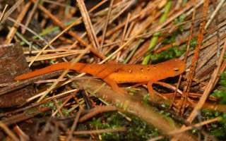 Small orange lizard grass forest - female free wallpaper