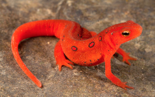 Red lizard rock black spot - spot free wallpaper
