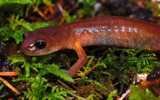 Slug closeup plant moss ground - moss free wallpaper