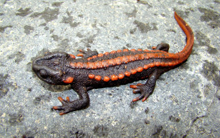 Orange black spotted lizard back - an illustration of free wallpaper