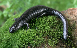 Black and white lizard mossy - free nature wallpaper