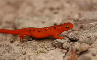 Red lizard walking rock surface - a rock surface free wallpaper