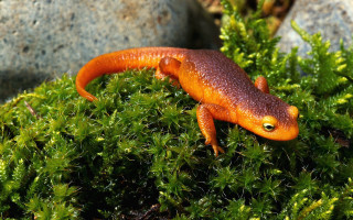 Small orange lizard mossy green - free nature wallpaper