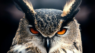 Owl orange eyes black background 3 - this image free wallpaper
