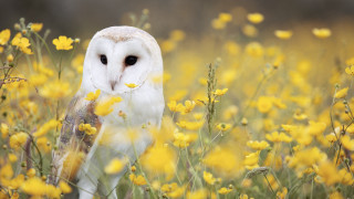 Barn owl yellow flowers stick 2 - a barn owl free wallpaper