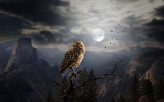 Owl tree moon mountains birds - a tree branch in front free wallpaper
