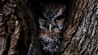 Owl peeking tree trunk wide - an owl free wallpaper
