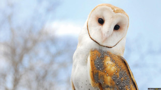 Barn owl blue sky naturalism - a barn owl free wallpaper