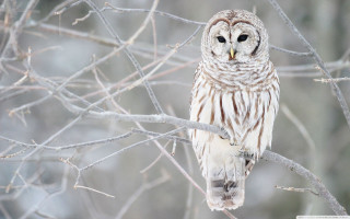 White owl tree branch forest - a tree branch in a forest free wallpaper