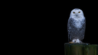 Snowy owl wooden post night - a wooden post free wallpaper