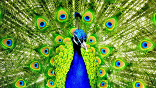 Peacock feathers spread blue green 3 - its feather free wallpaper