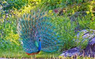 Peacock feathers grass rock trees - its feather free wallpaper
