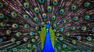 Peacock feathers spread out tail 2 - its feather free wallpaper