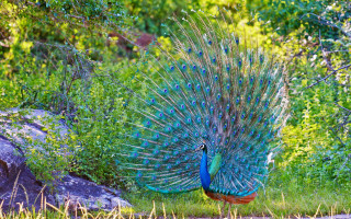 Peacock feathers spread grass rock - its feather free wallpaper