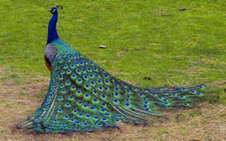 Peacock feathers spread grass nature 2 - its feather free wallpaper