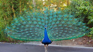 Peacock feathers street trees background 2 - its feather free wallpaper