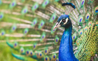 Peacock feathers spread out tail 6 - its feather free wallpaper