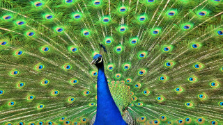 Peacock feathers spread blue green 2 - its feather free wallpaper