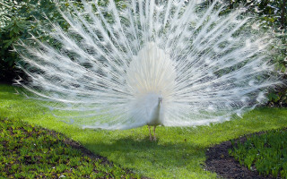 White peacock feathers spread grass 4 - its feather free wallpaper